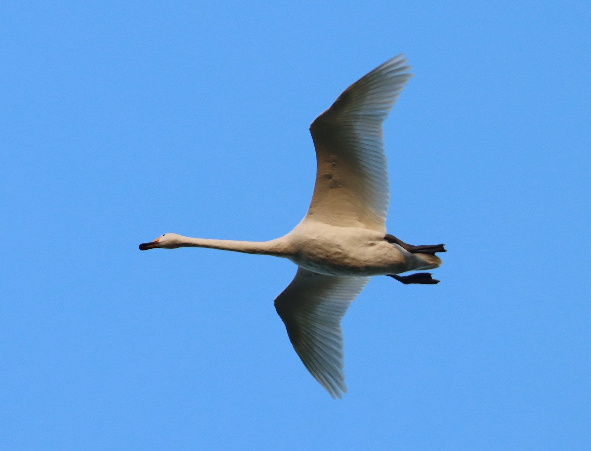 eBird and the Garden